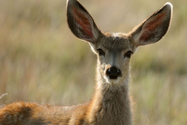 a deer with large ears